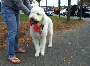 Karlee Farr's dog, Cooper, comes to all of Syracuse's home games and barks whenever the Orange scores. 