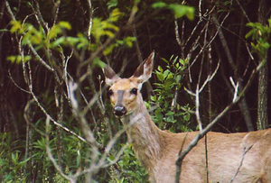 Though it is commonly believed that deer are the culprit for tick-borne illnesses, experts say mice are the real problem.