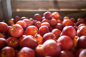 There are 10 U-pick apple orchards in Onondaga County, alone. 